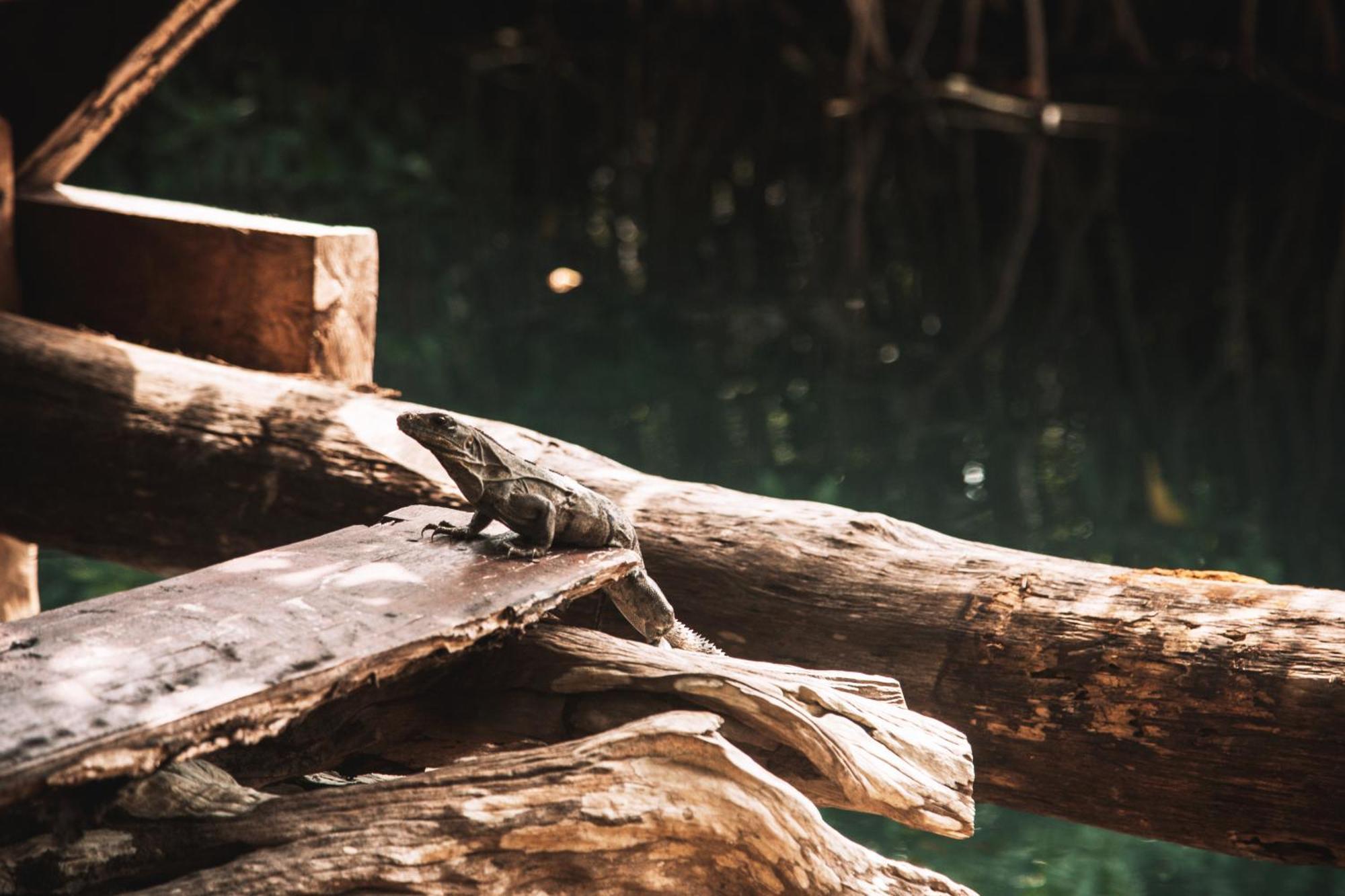 Uman Glamping & Cenote Tulum Hotel Buitenkant foto